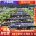 广西甘蔗产地代购诚信经营支持视频看货免费提供找车