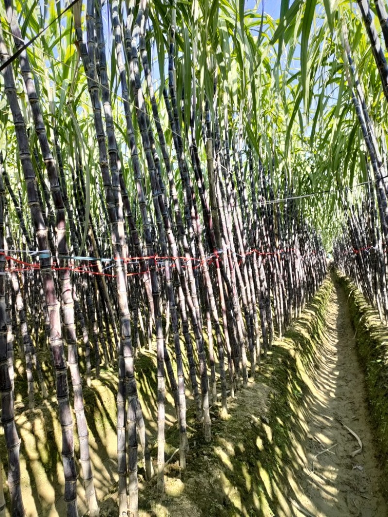广西黑皮甘蔗脆甜多汁大量上市品质保证量大从优