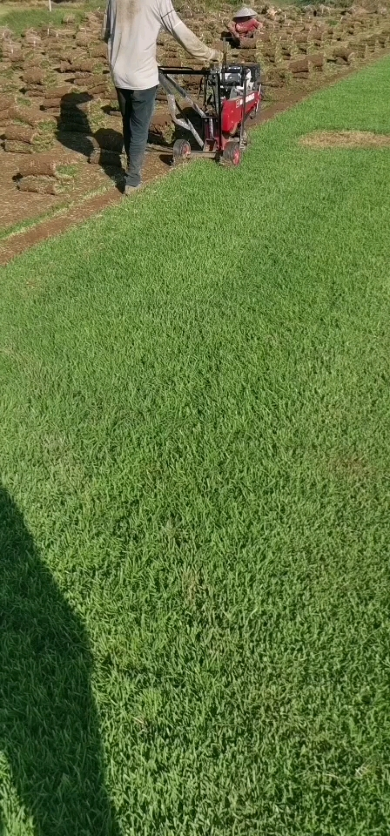 马尼拉草坪，绿化草坪，广东草皮，梧州草皮