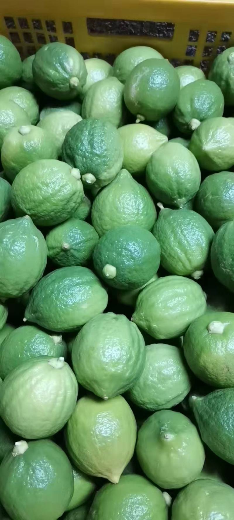 广东香水柠檬苗（正品嫁接苗）广东无籽香水柠檬苗