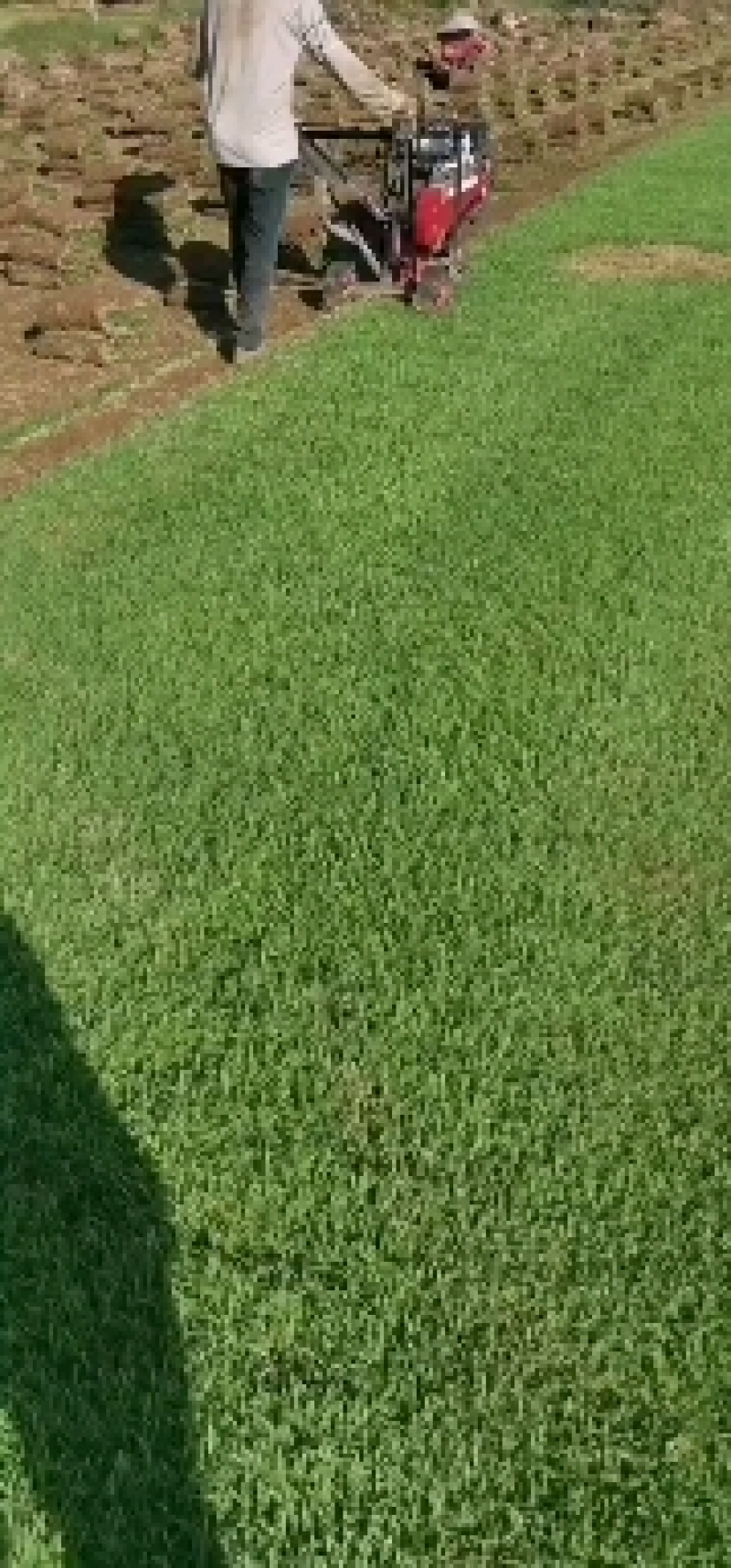 百慕大草皮，矮生百慕大，广西百幕大，绿化百幕大草