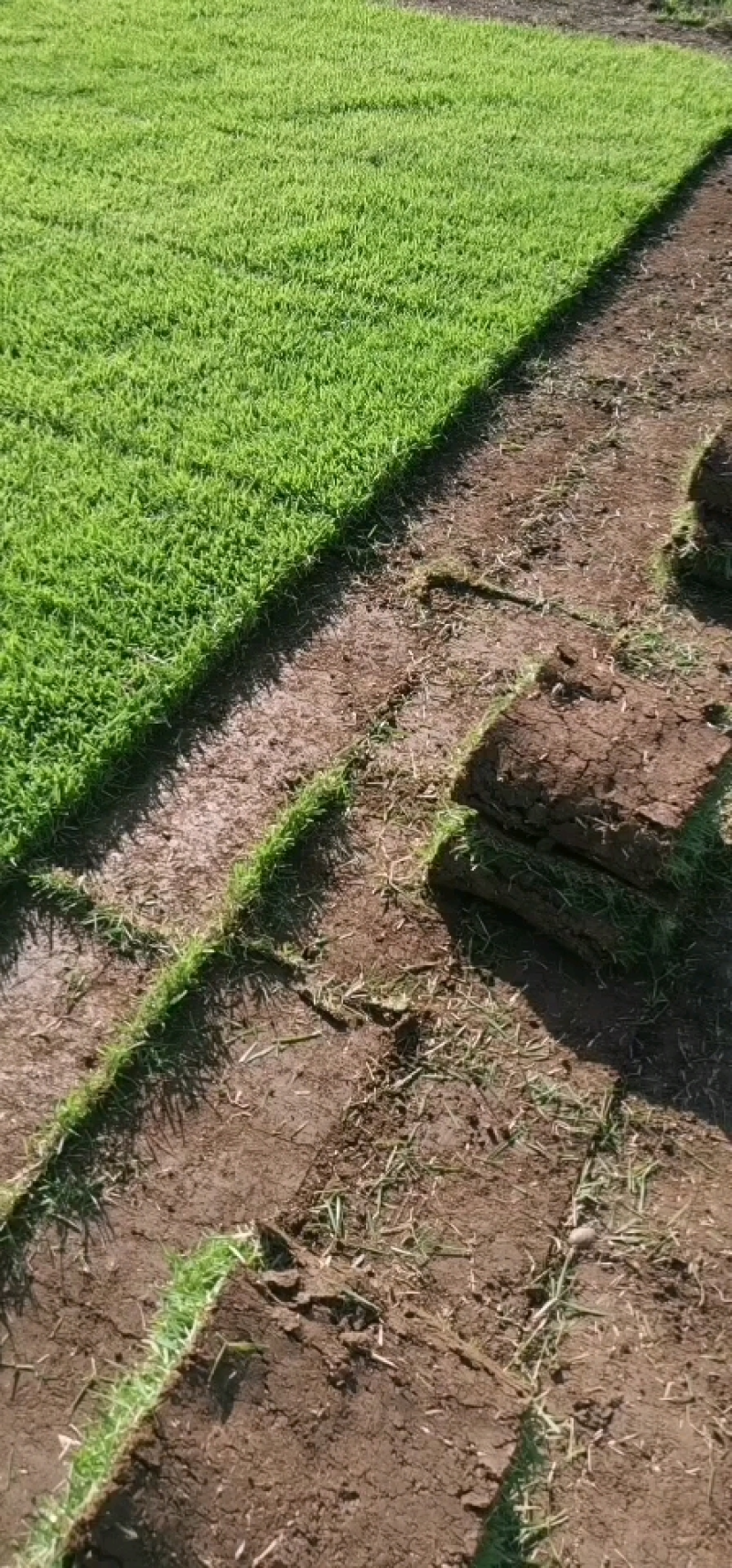 百慕大草皮，矮生百慕大，广西百幕大，绿化百幕大草