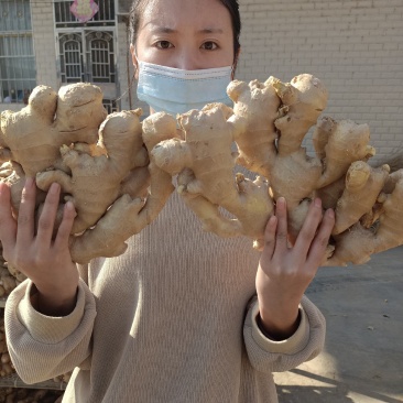 山东生姜姜母鲜姜新姜产地批发,一手货源全国发货