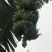 广东省湛江市硇洲镇粉蕉皇帝蕉粉蕉香蕉产地直发