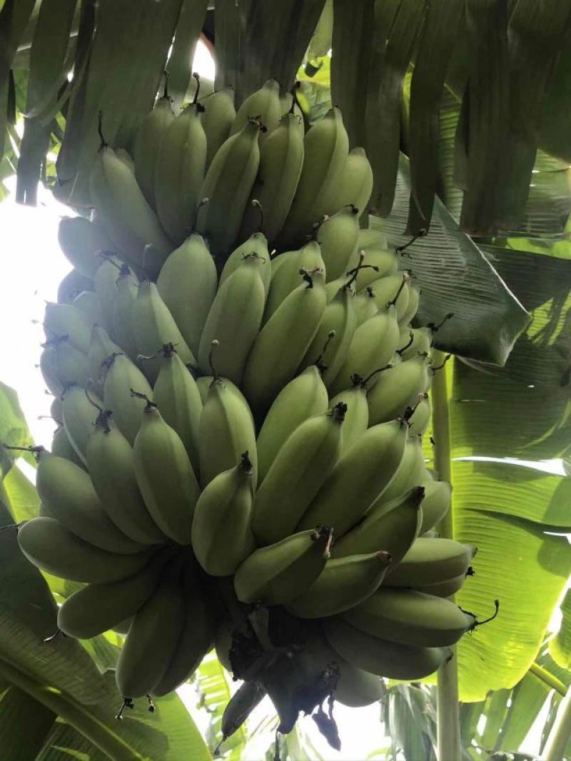 广东省湛江市硇洲镇粉蕉皇帝蕉粉蕉香蕉产地直发