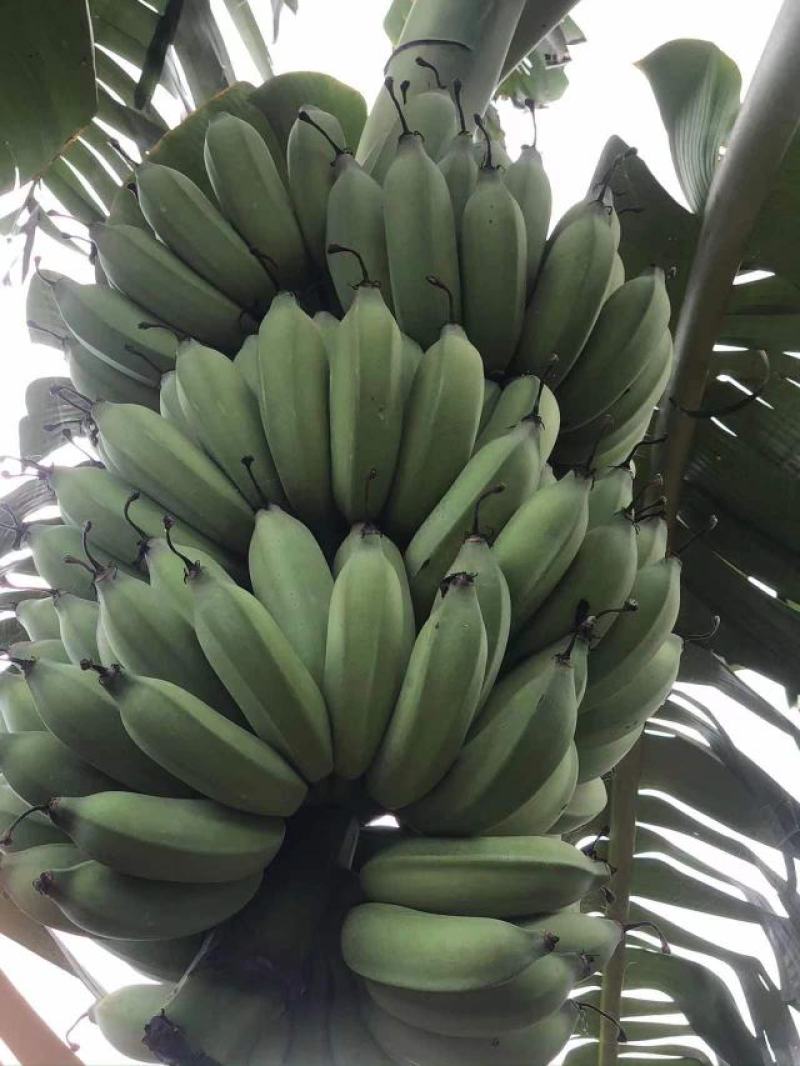 广东省湛江市硇洲镇粉蕉皇帝蕉粉蕉香蕉产地直发