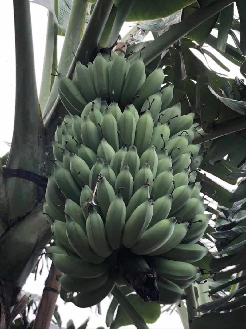 广东省湛江市硇洲镇粉蕉皇帝蕉粉蕉香蕉产地直发
