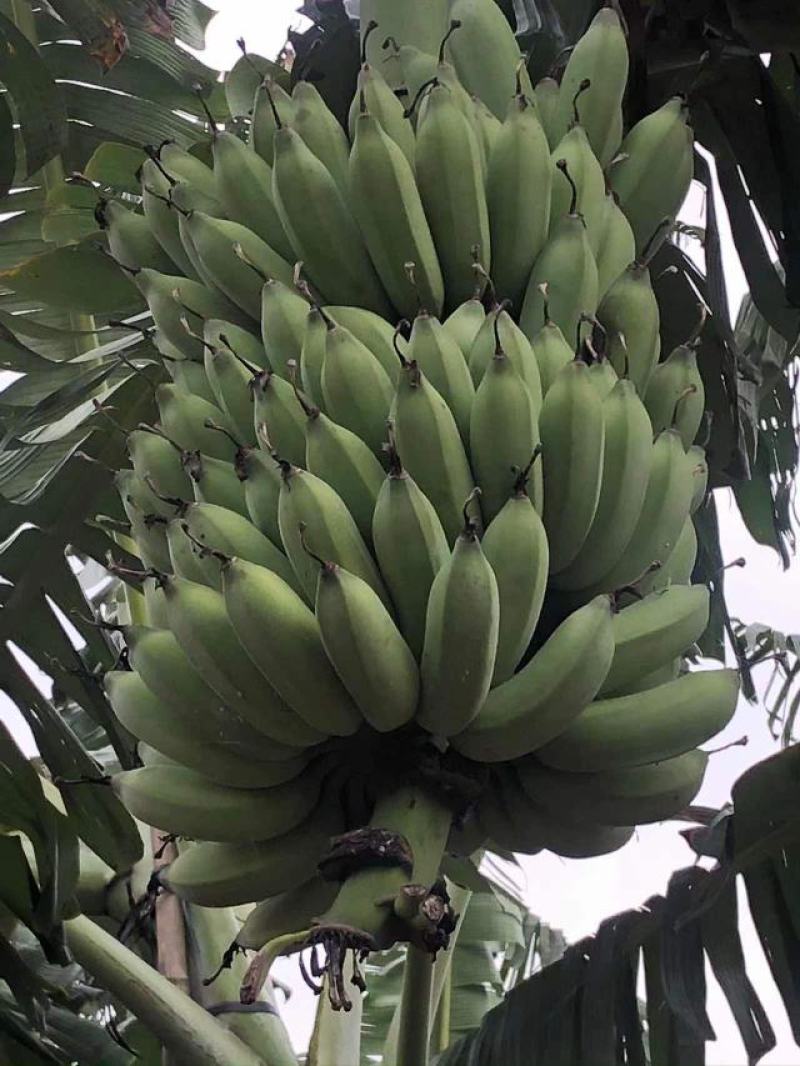 广东省湛江市硇洲镇粉蕉皇帝蕉粉蕉香蕉产地直发
