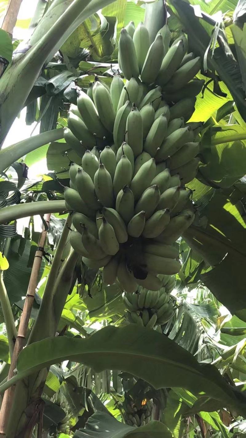 广东省湛江市硇洲镇粉蕉皇帝蕉粉蕉香蕉产地直发