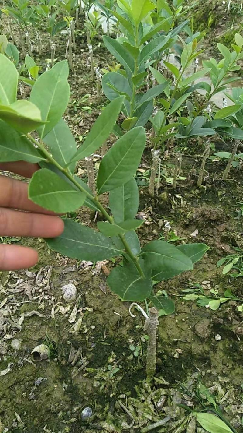台湾香水柠檬（子弹头香水柠檬）（正品嫁接苗）无籽香水柠檬