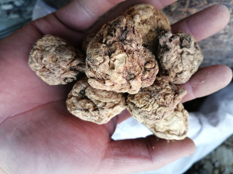 玛咖云南玛咖片泡酒泡水精选优质大片无硫***经营各种规格
