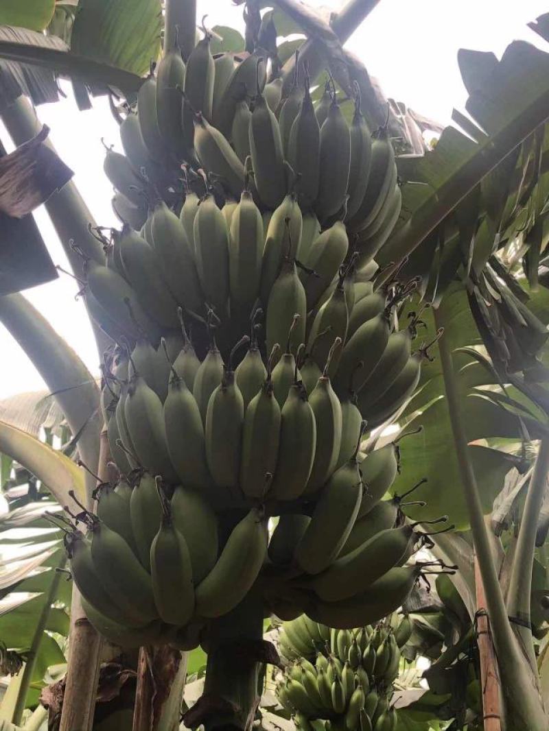 广东省湛江市粉蕉皇帝蕉香蕉产地直发货量充足量大从优