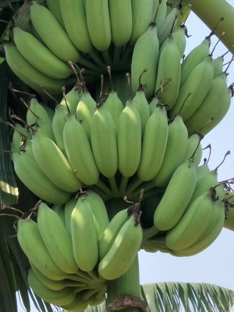 广东省湛江市粉蕉皇帝蕉香蕉产地直发货量充足量大从优