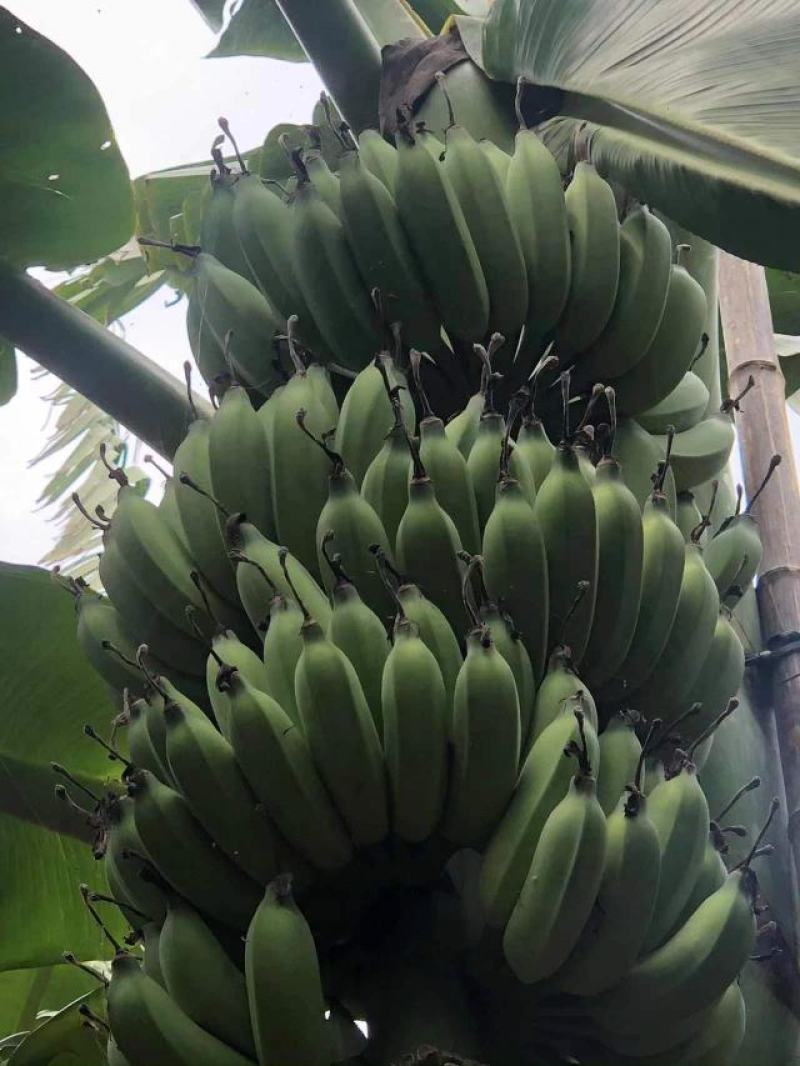 广东省湛江市粉蕉皇帝蕉香蕉产地直发货量充足量大从优