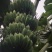 广东省湛江市粉蕉皇帝蕉香蕉产地直发货量充足量大从优