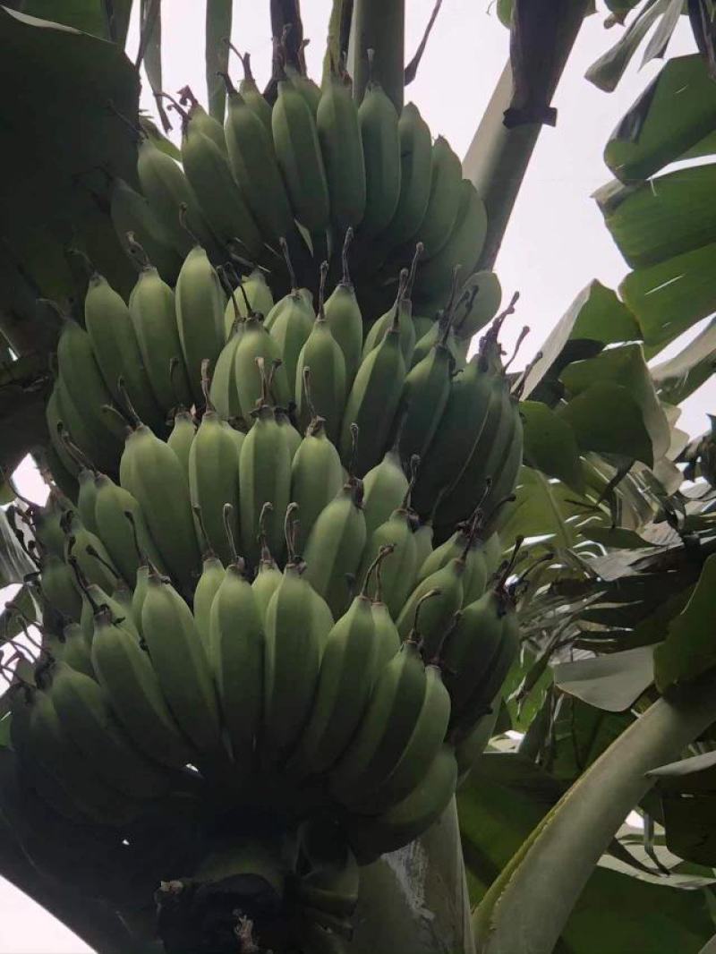 广东省湛江市粉蕉皇帝蕉香蕉产地直发货量充足量大从优