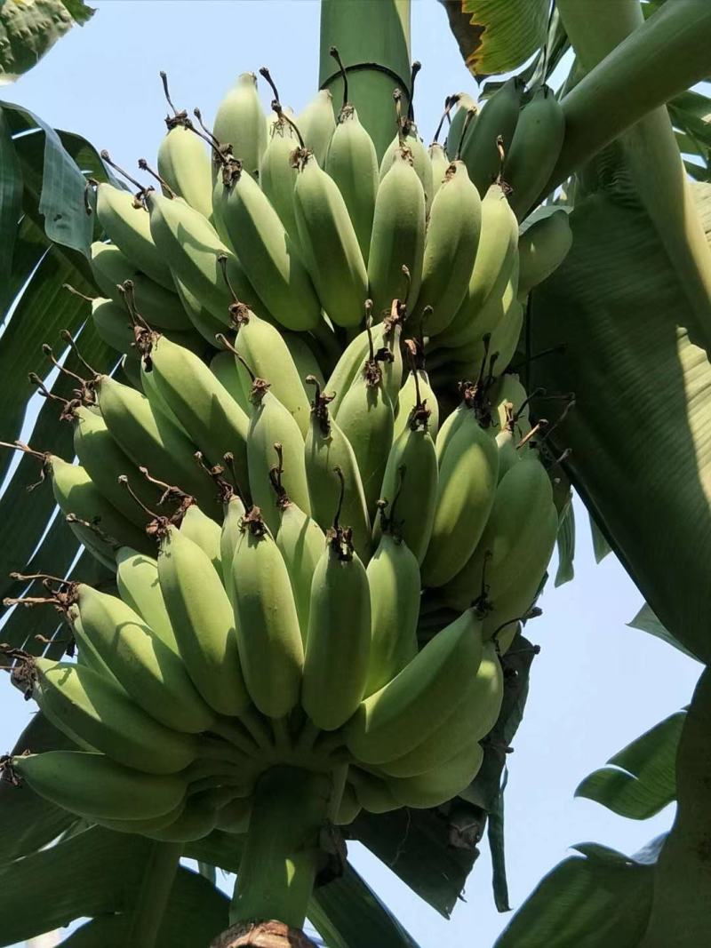 广东省湛江市粉蕉皇帝蕉香蕉产地直发货量充足量大从优
