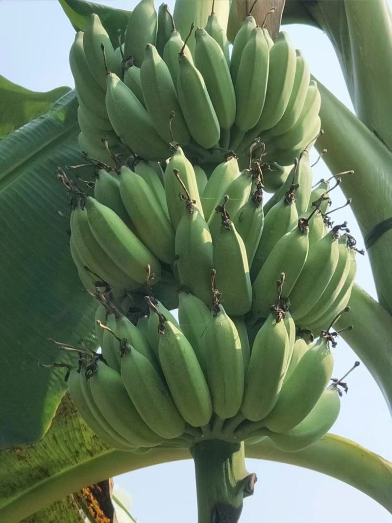 广东省湛江市粉蕉皇帝蕉香蕉产地直发货量充足量大从优
