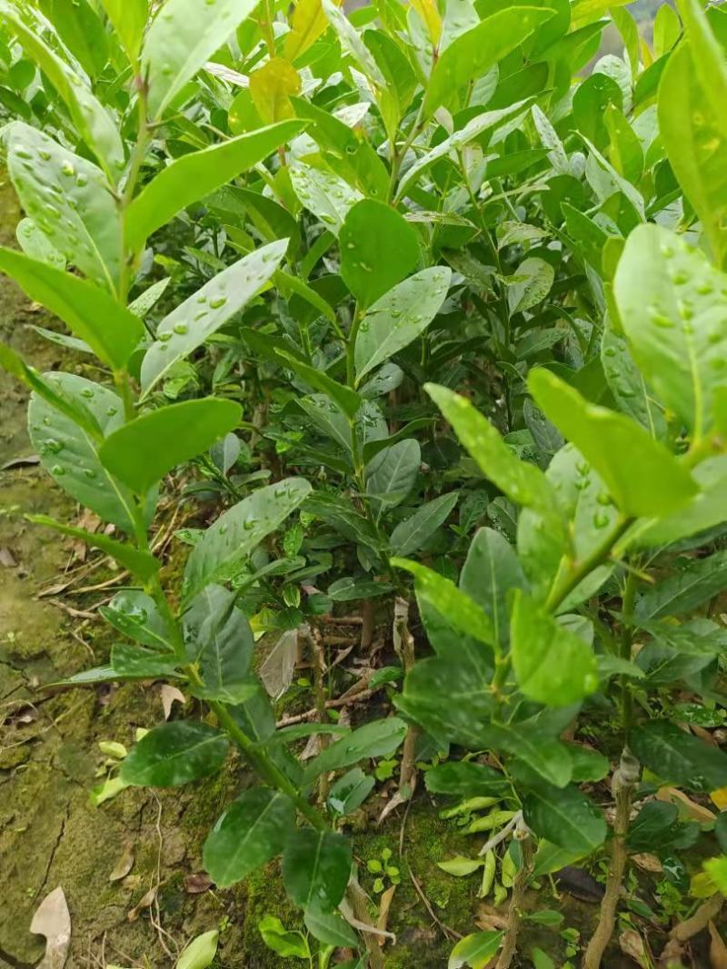 台湾香水柠檬（子弹头香水柠檬）（正品嫁接苗）无籽香水柠檬
