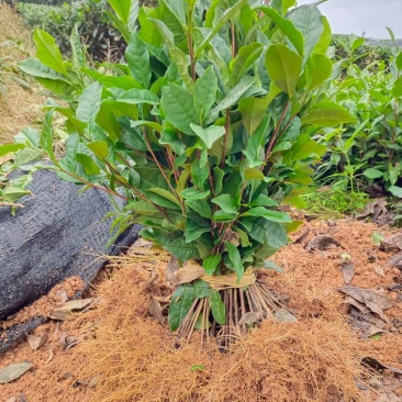 优质茶苗出售，福选九号，福鼎大白，名选131，蒙山九号等