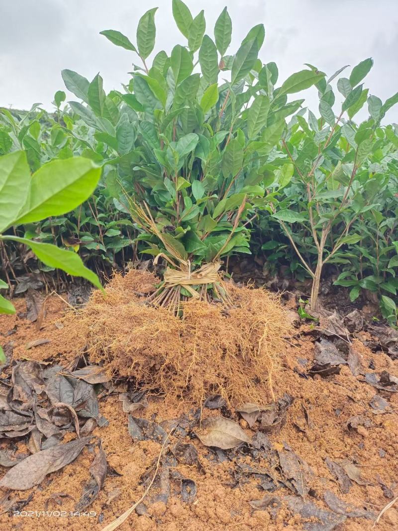 优质茶苗出售，福选九号，福鼎大白，名选131，蒙山九号等