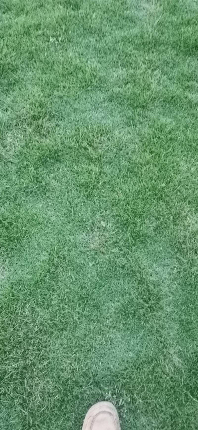 草坪草，马尼拉草，绿化草皮，绿化草坪，广西草坪。