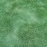 大叶油草皮，巴西地毯草，广西大叶油草，贺州大叶草