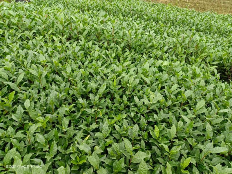 优质茶苗出售，福选九号，福鼎大白，名选131，蒙山九号等