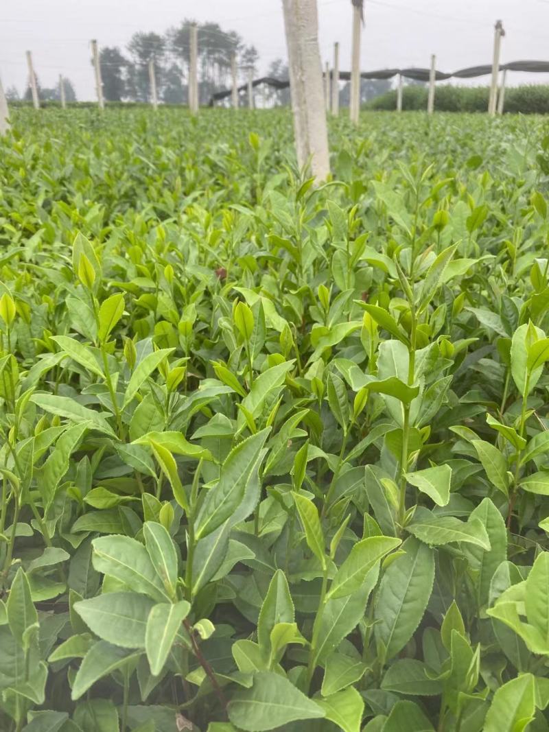 优质茶苗出售，福选九号，福鼎大白，名选131，蒙山九号等