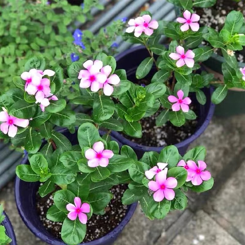 长春花种子五瓣梅花籽庭院盆栽四季易活花种