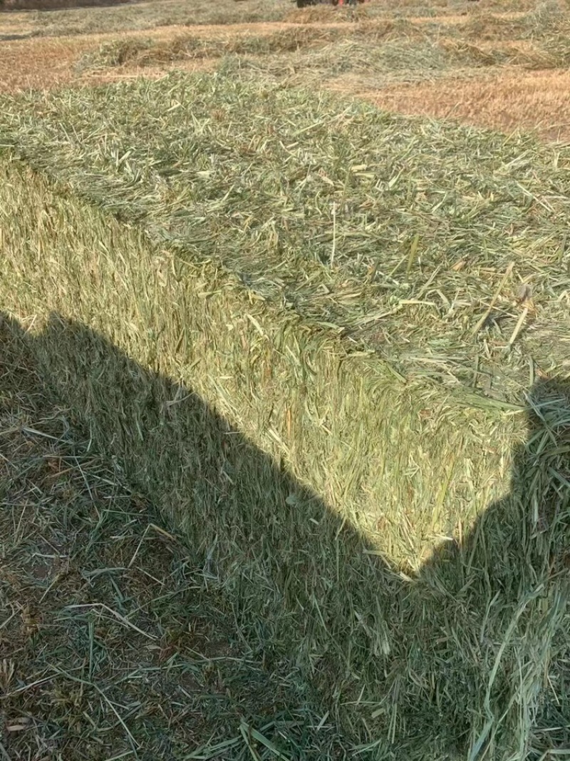 燕麦草牛养马饲料宠物兔子羊驼荷兰猪用草代替提摩西