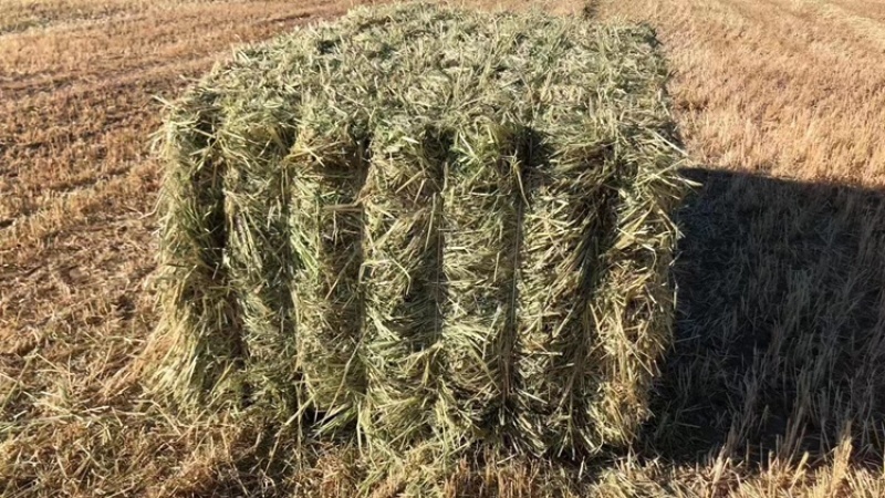 燕麦草牛养马饲料宠物兔子羊驼荷兰猪用草代替提摩西