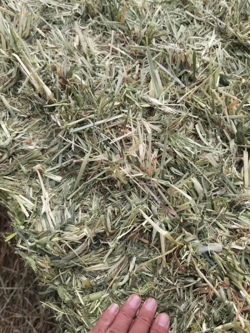燕麦草牛养马饲料宠物兔子羊驼荷兰猪用草代替提摩西