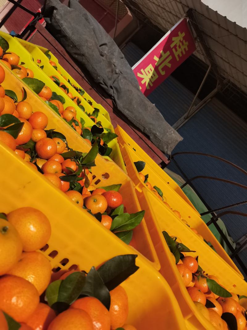 甜蜜蜜！广西桂北水果交易市场棉桔大量上市。
