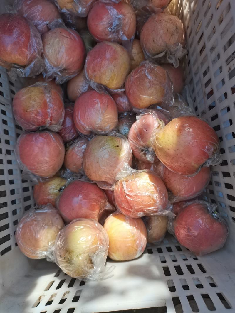冠县红富士欢迎选购