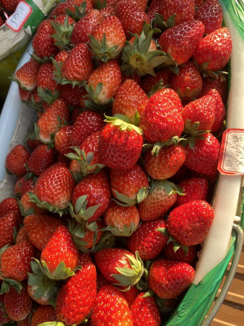 【实力商家】长丰红颜奶油草莓上市了需要老板联系，量多从优