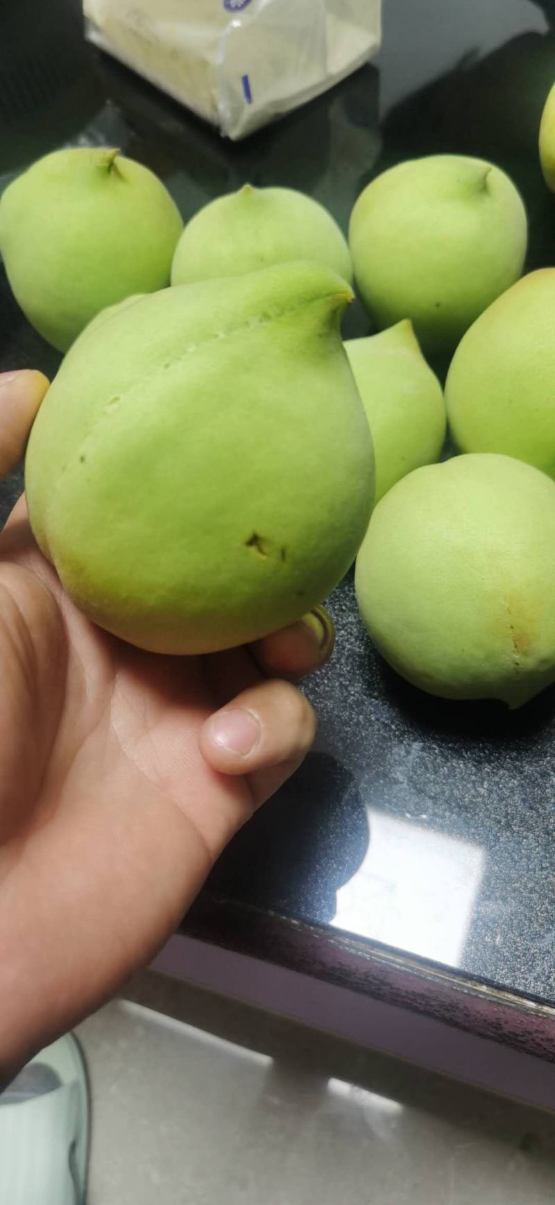 鹰嘴桃嫁接苗（苗场直销）自家苗圃