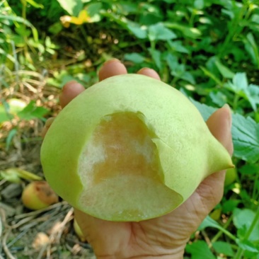 鹰嘴桃嫁接苗（苗场直销）自家苗圃