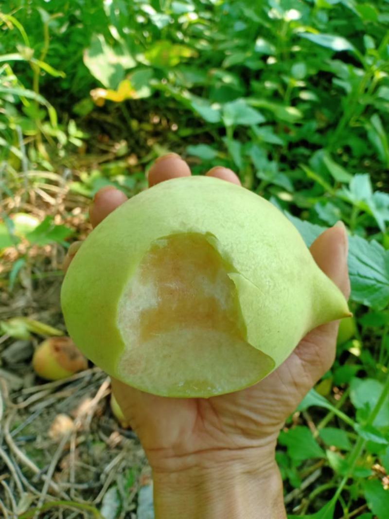 鹰嘴桃嫁接苗（苗场直销）自家苗圃