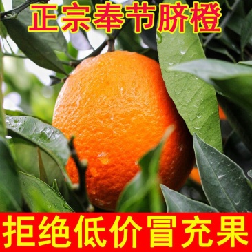 【奉节脐橙】产地直发甜度高皮薄多汁保质保量