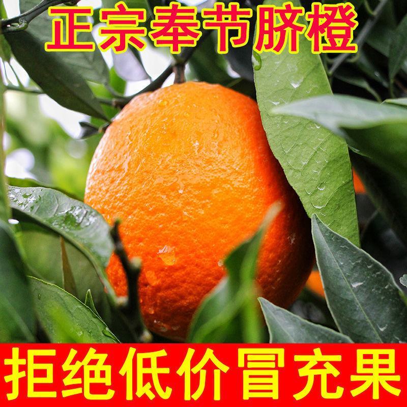 【奉节脐橙】产地直发甜度高皮薄多汁保质保量