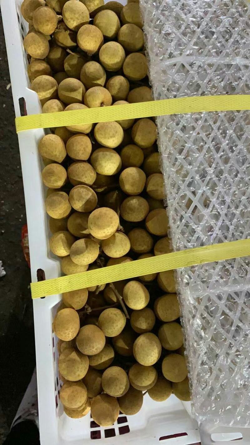 泰国散豆龙眼特级进口泰国龙眼火爆销量的泰国龙眼