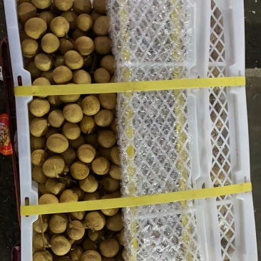泰国散豆龙眼特级进口泰国龙眼火爆销量的泰国龙眼