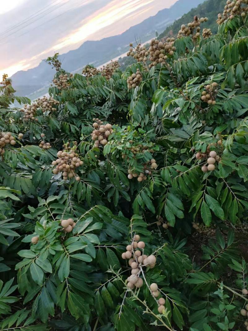 泰国散豆龙眼特级进口泰国龙眼火爆销量的泰国龙眼