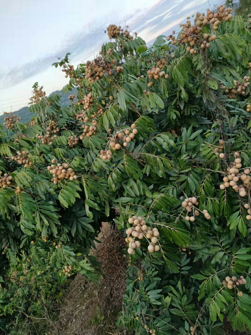 泰国散豆龙眼特级进口泰国龙眼火爆销量的泰国龙眼