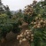 泰国散豆龙眼特级进口泰国龙眼火爆销量的泰国龙眼