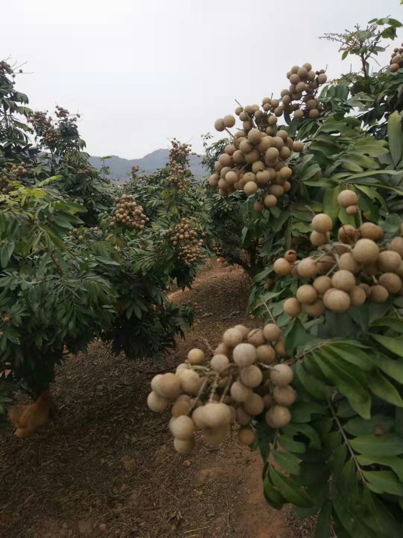 泰国散豆龙眼特级进口泰国龙眼火爆销量的泰国龙眼