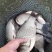 鲫鱼