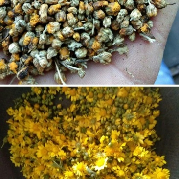 贵州野生菊花