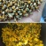 贵州野生菊花